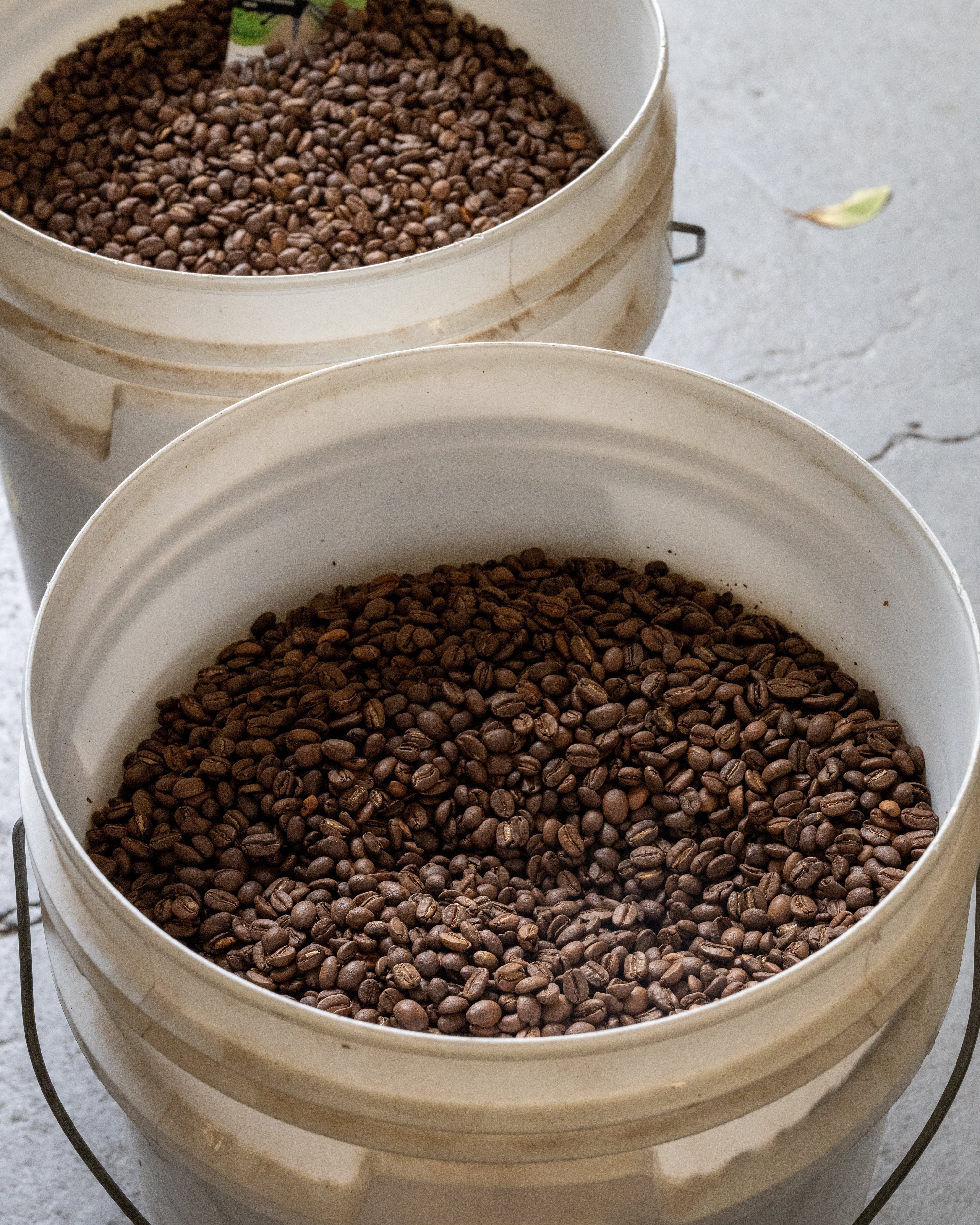 3 Things That Affect the Flavour of Coffee Before It's Roasted