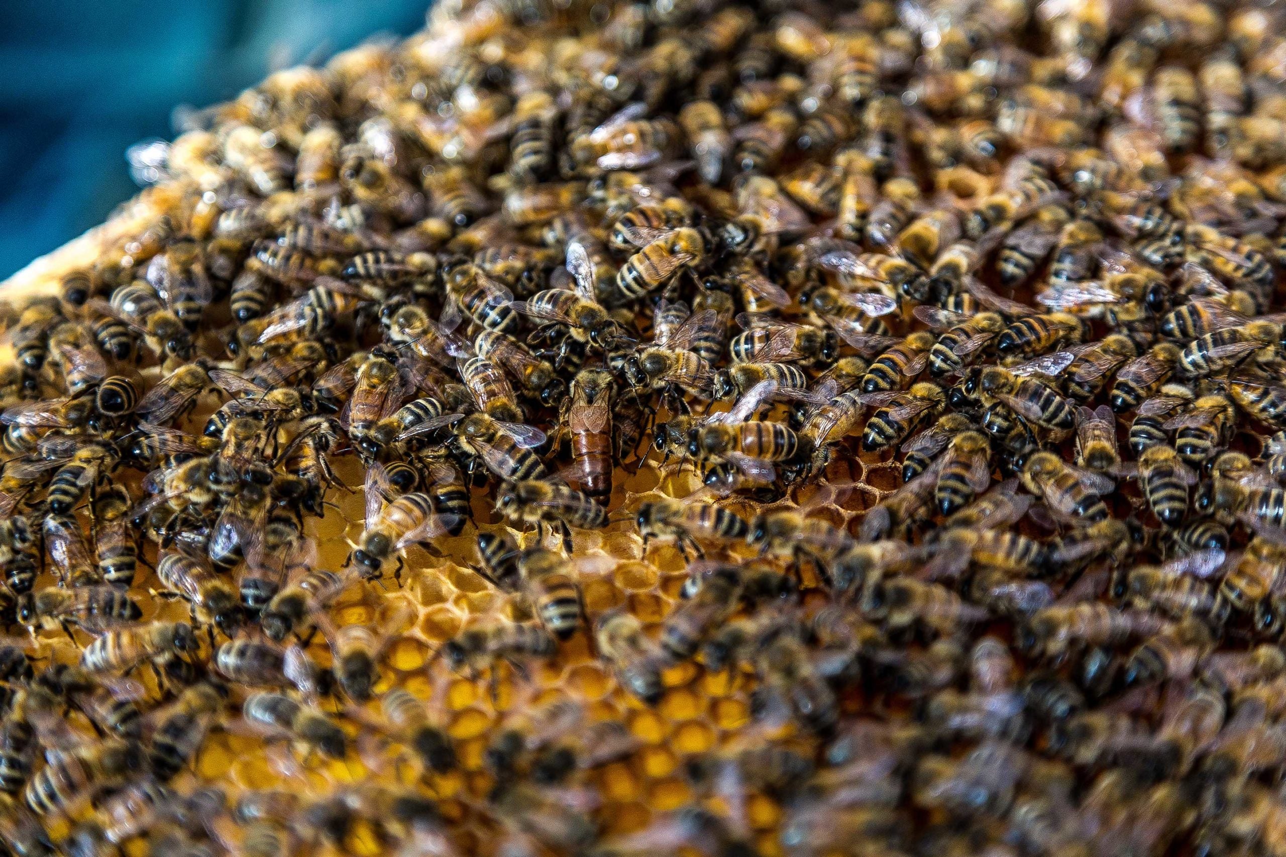 Local-Enmore-honey-scaled.jpg